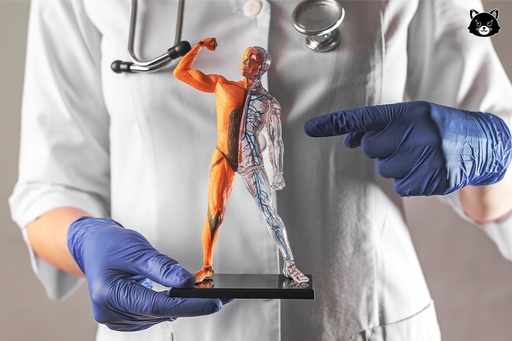 Introductory Human Physiology